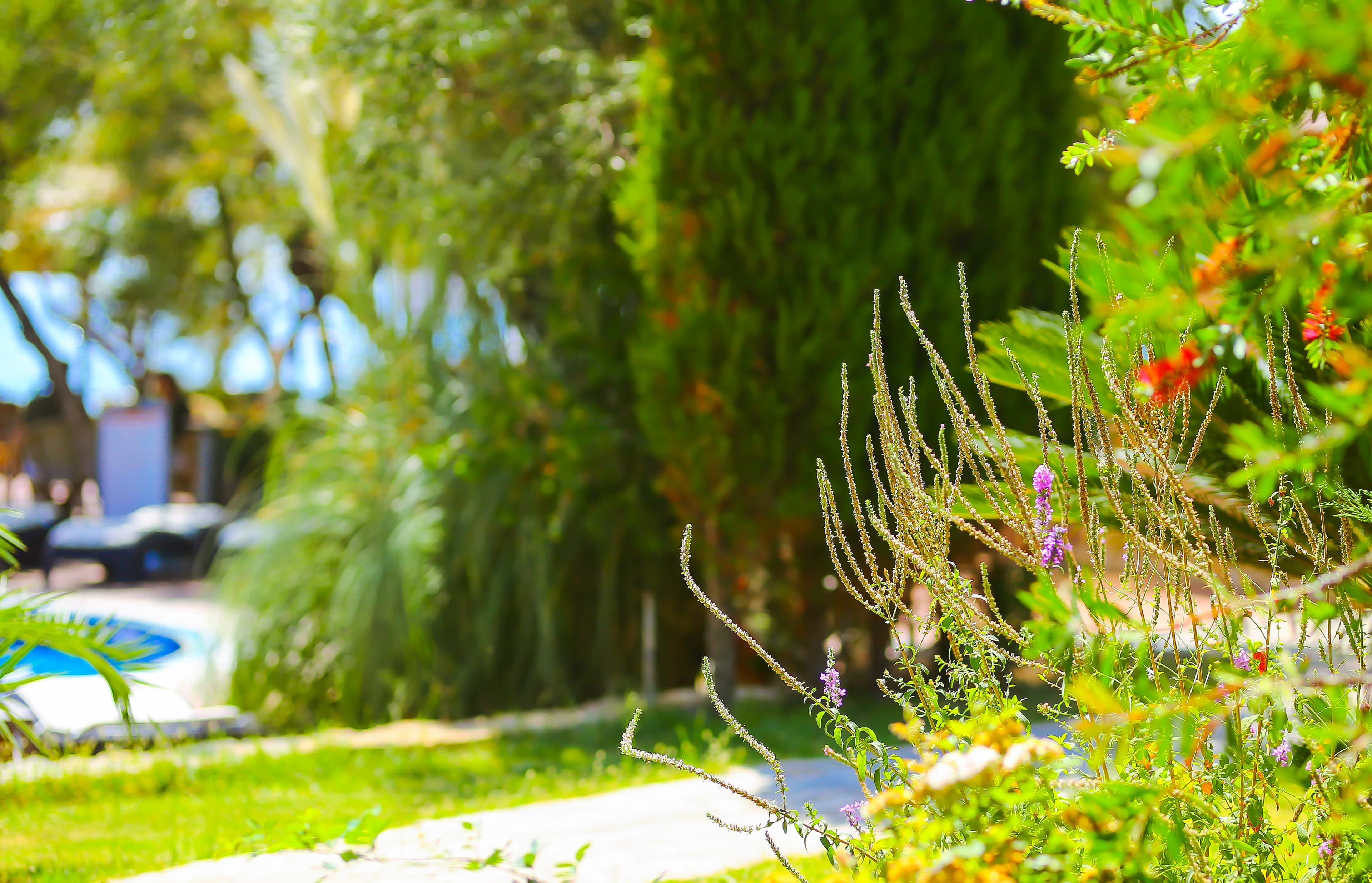 Palace Hotel Olive Odore-12