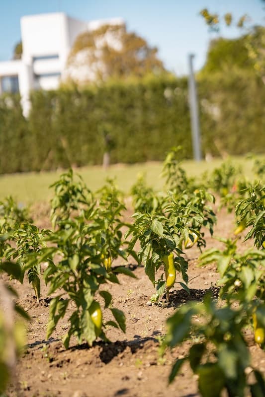 Pınar Otel Erdek-34