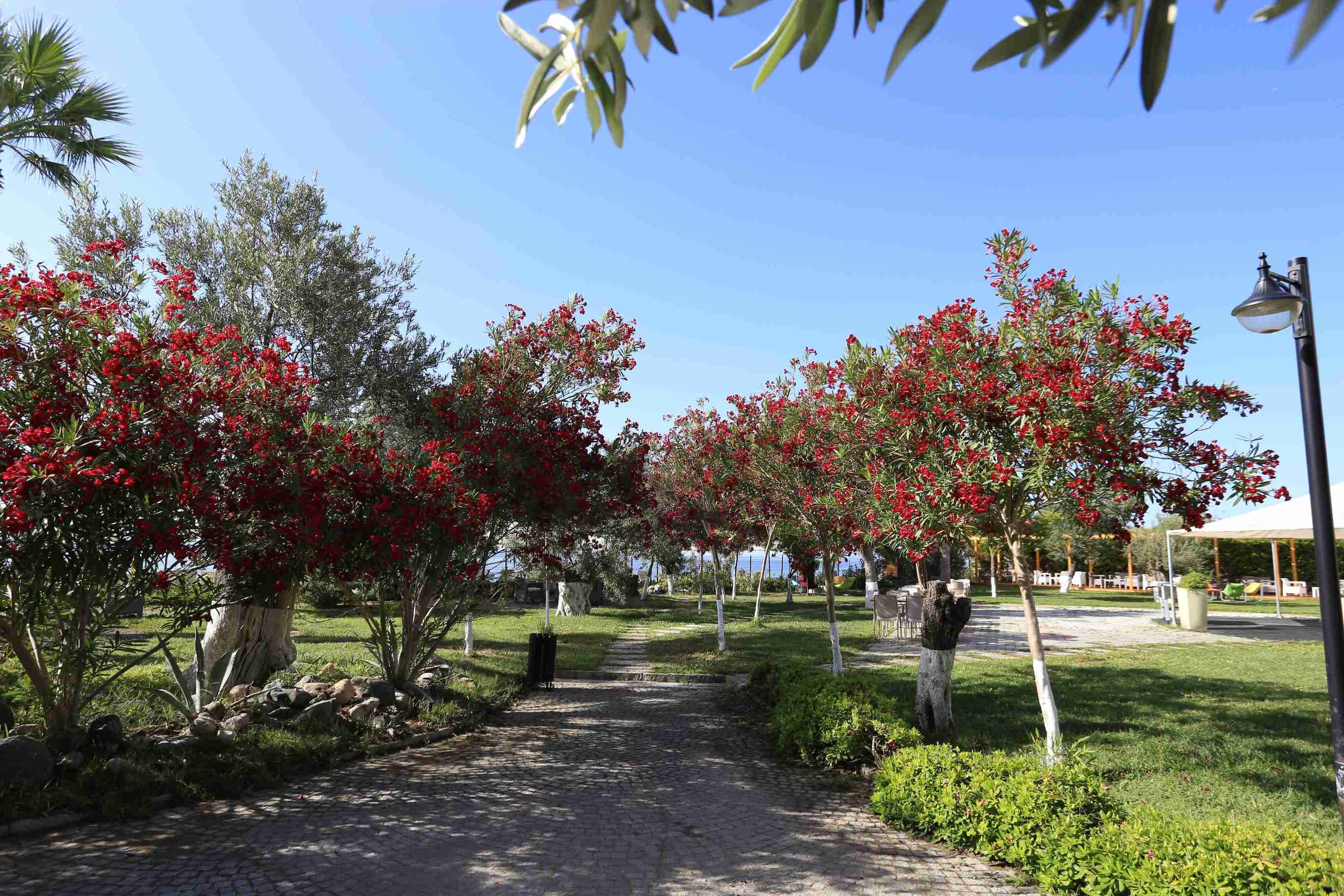 Rawda Resort Altınoluk-8