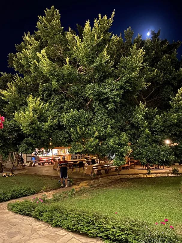 Marvel Tree Hotel-38