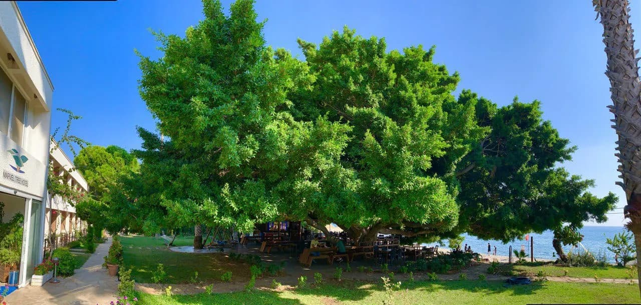 Marvel Tree Hotel-25