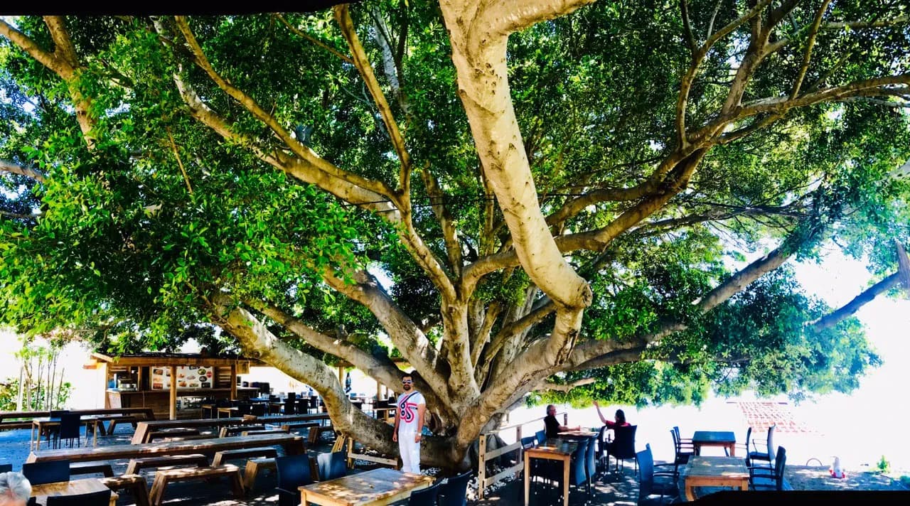 Marvel Tree Hotel-14