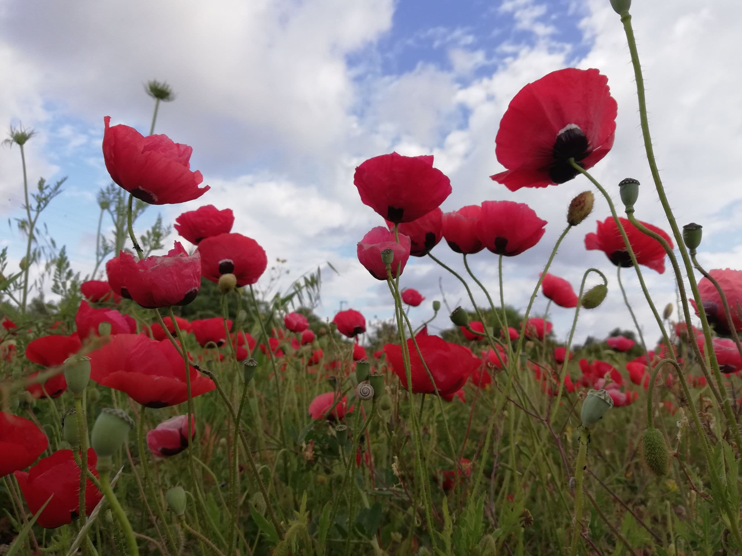 Alaçatı Barbarossa Hotel-19