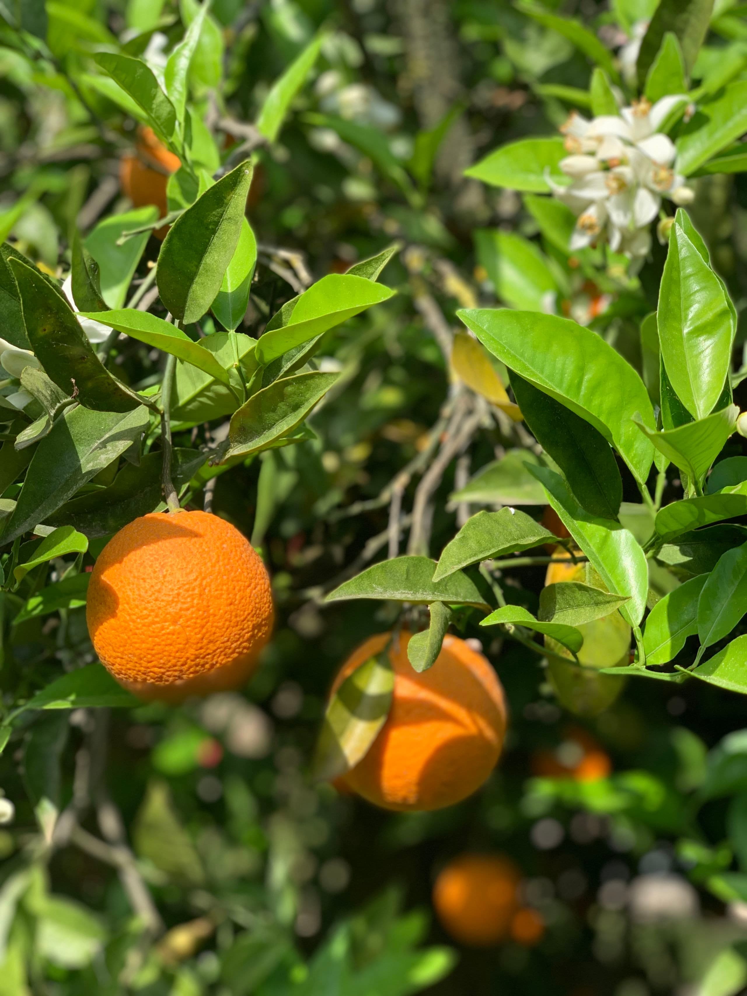 Alaçatı Barbarossa Hotel-16