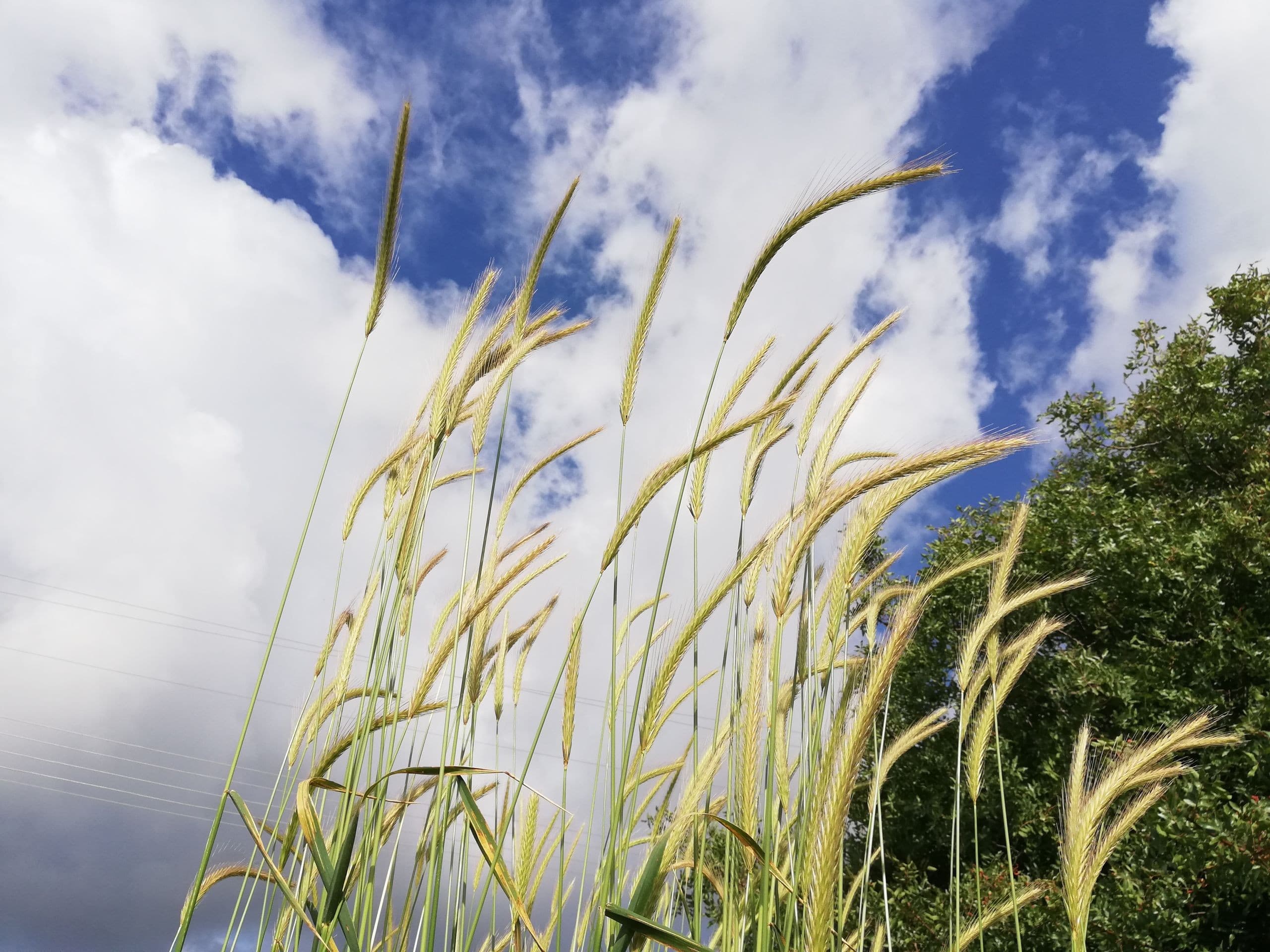 Alaçatı Barbarossa Hotel-20