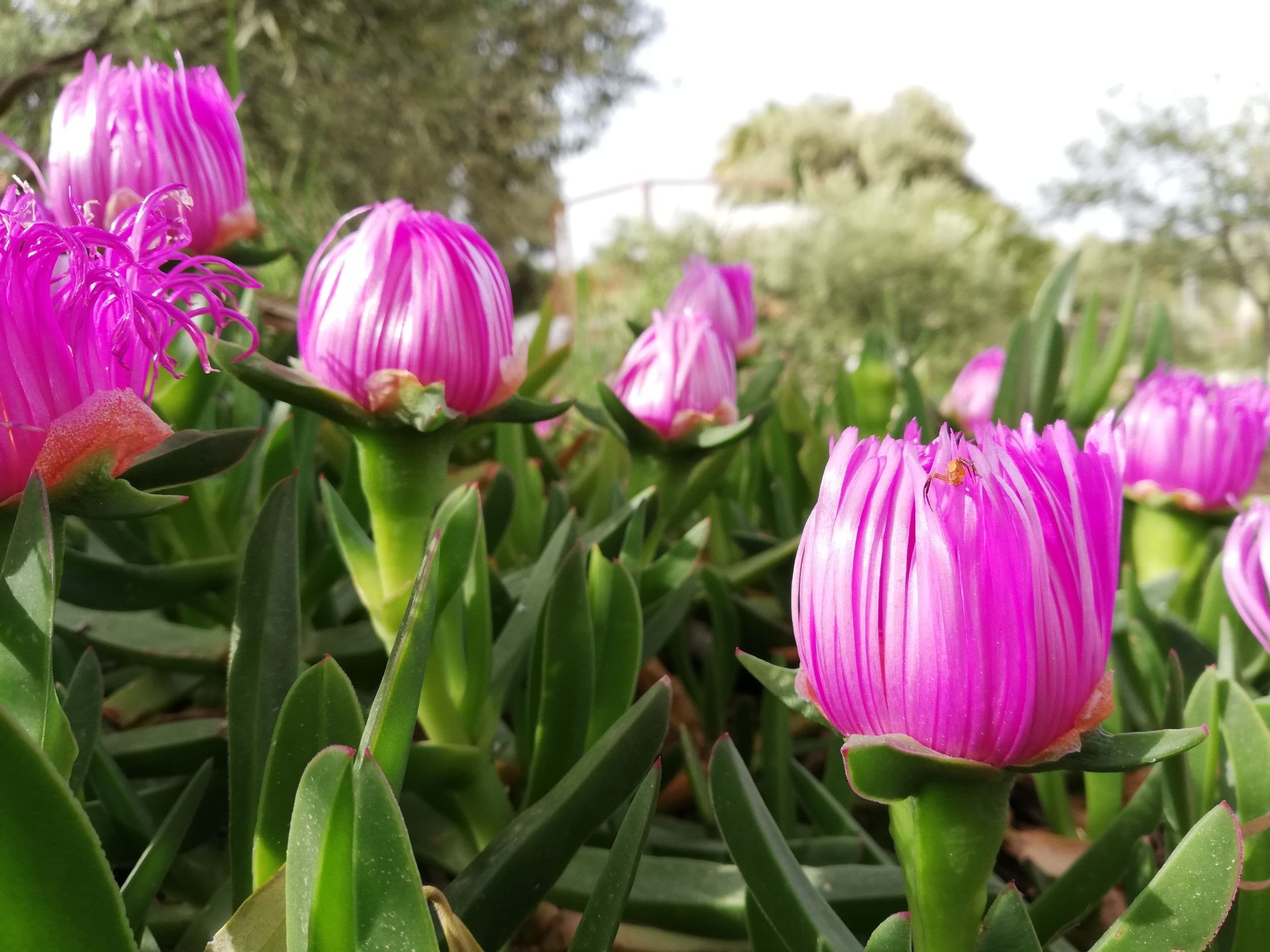 Alaçatı Barbarossa Hotel-18