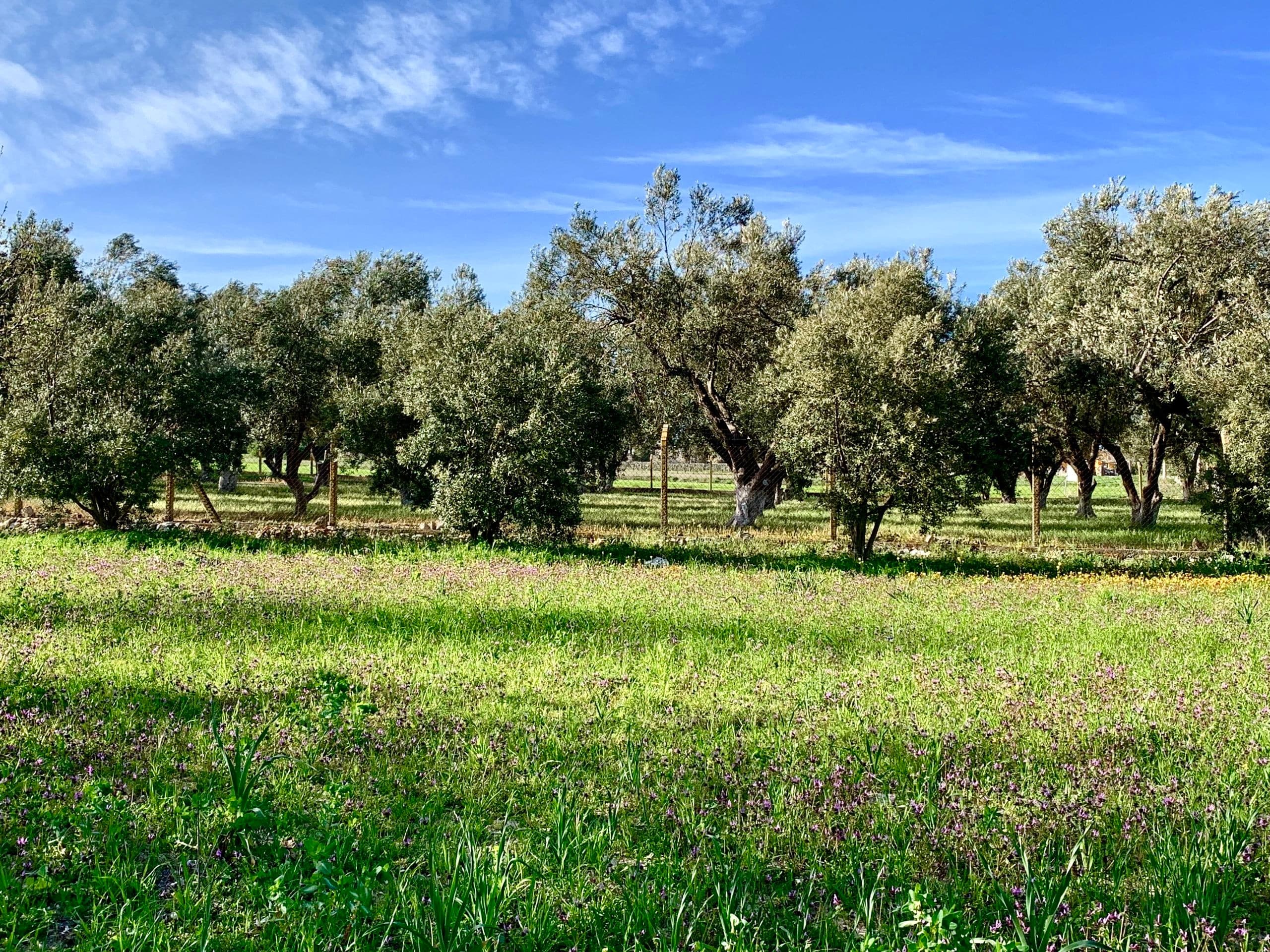 Alaçatı Barbarossa Hotel-14
