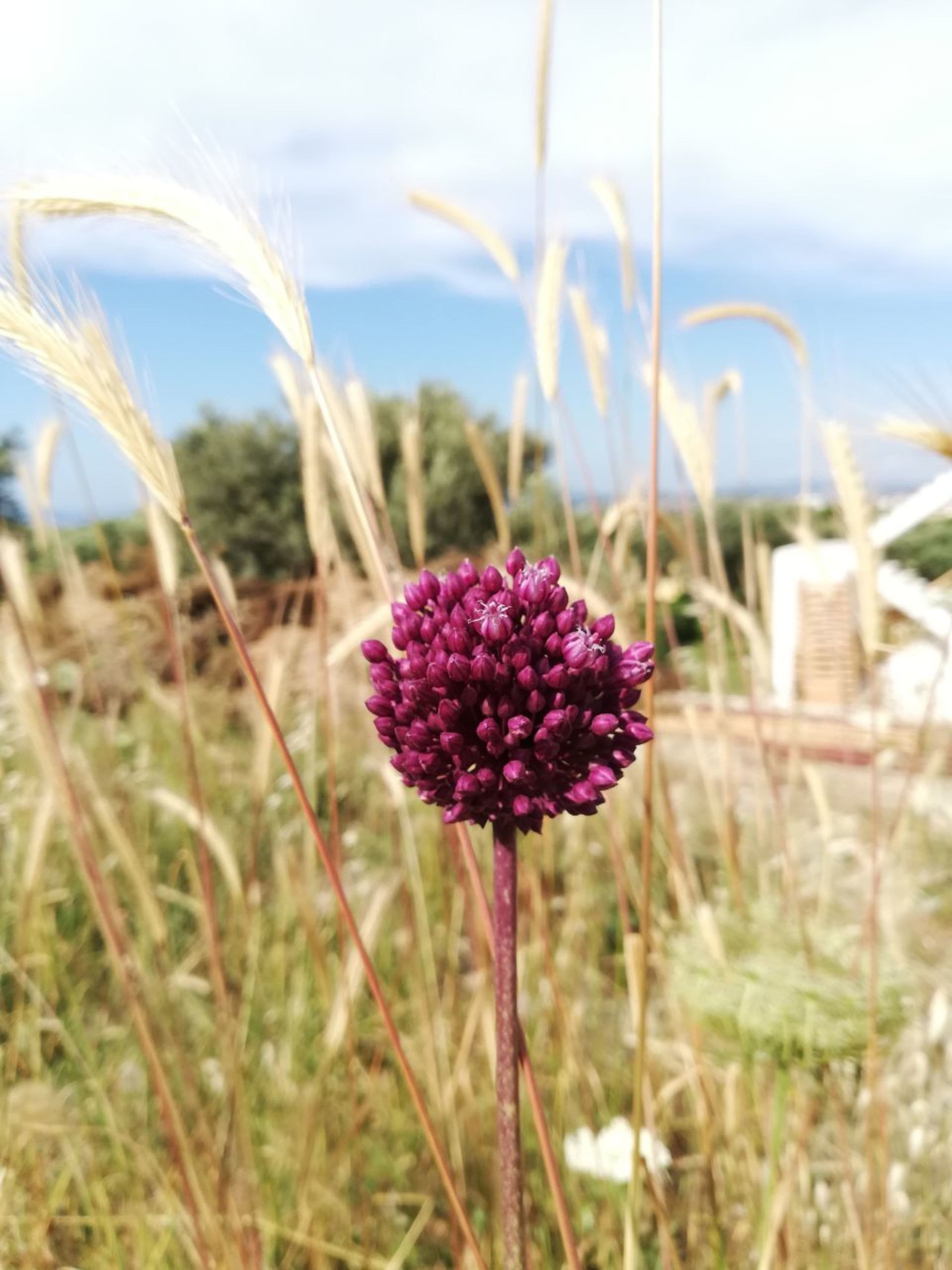 Alaçatı Barbarossa Hotel-7