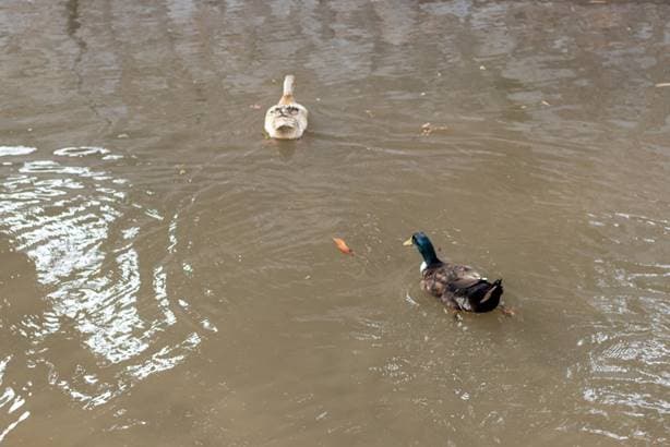 Turunç Dream Hotel-35