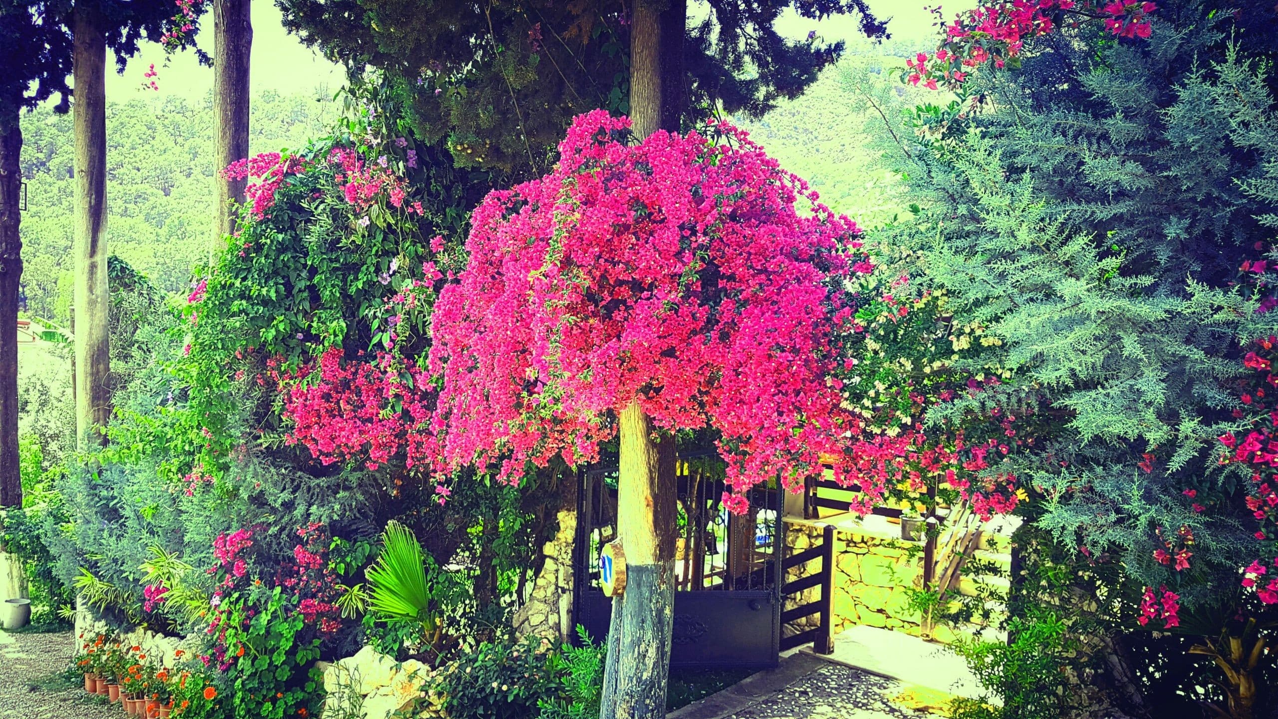 Alya Hotel Göcek-24