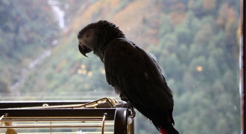 Ayder Doğa Resort-26