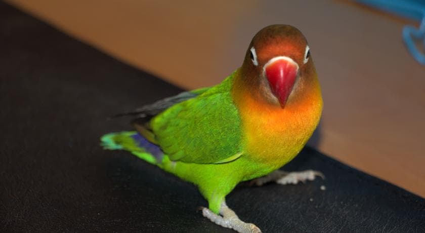 Ayder Doğa Resort-16