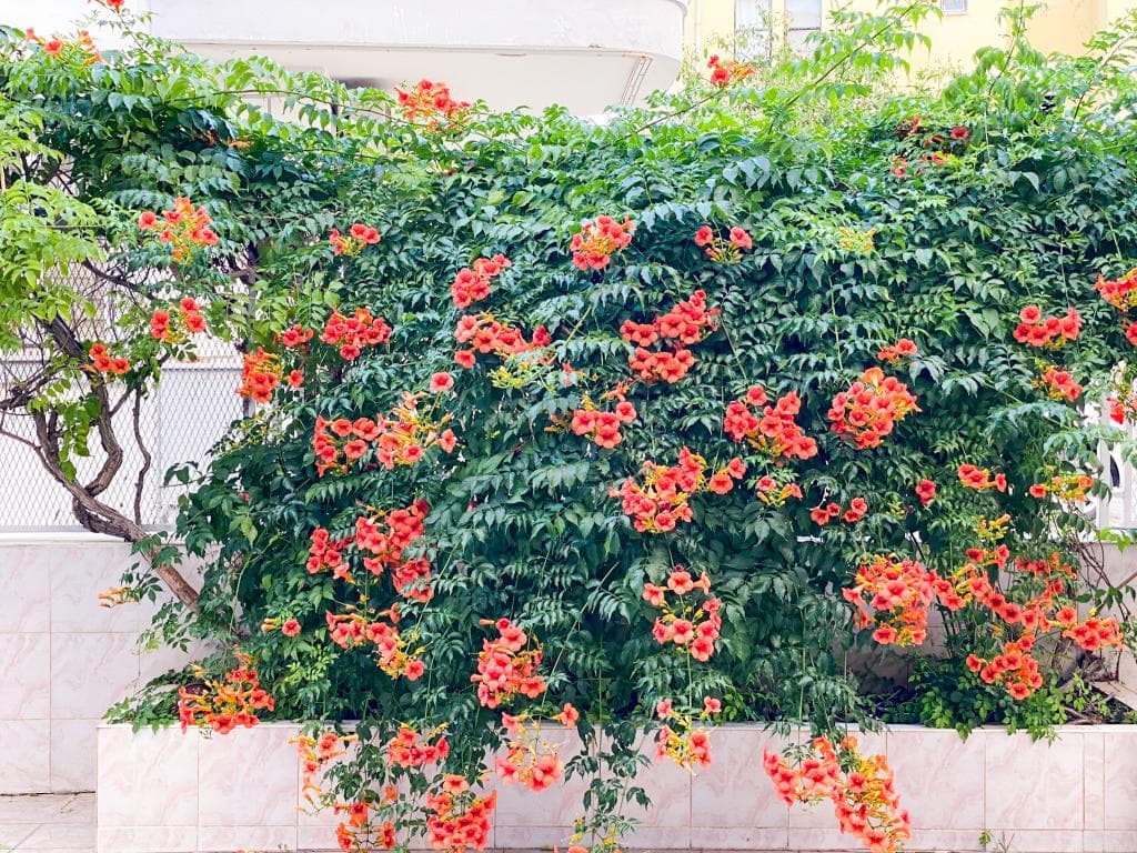 Bella Rose Apart Hotel Alanya-67