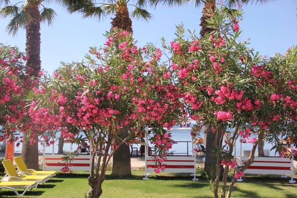 Yılmaz Beach Hotel-13