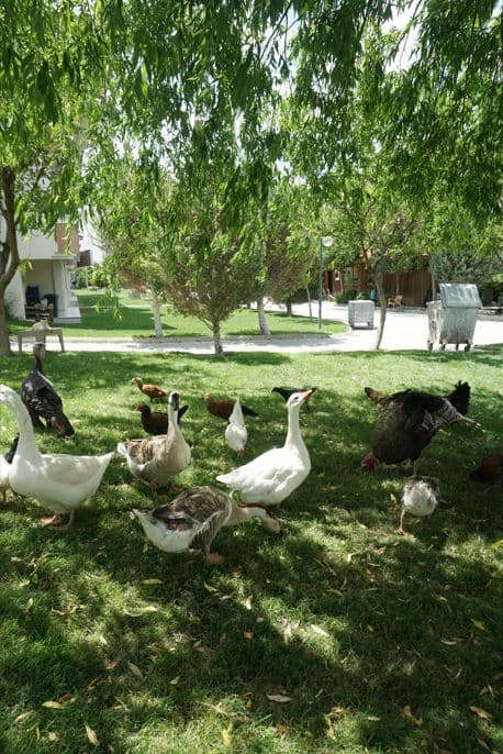 Başaranlar Termal-32