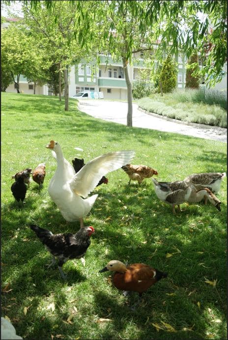 Başaranlar Termal-31