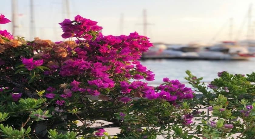 My Marin Otel Turgutreis-20
