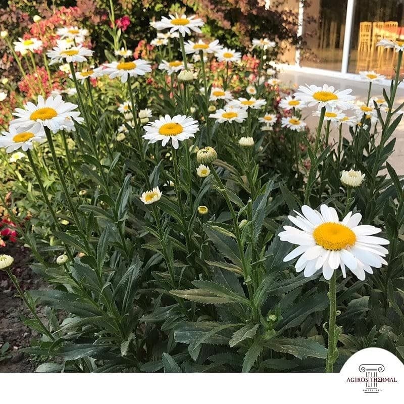 Onhann Thermal Hotel & Spa-75