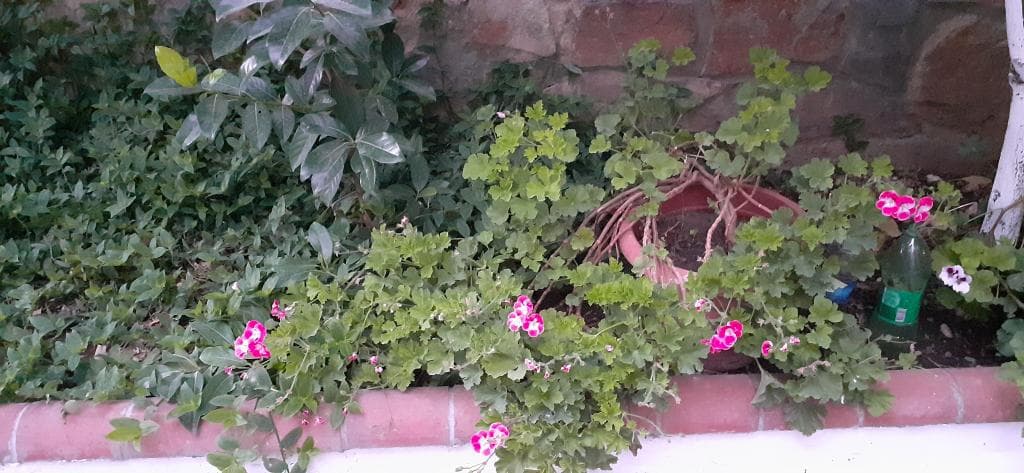 Manolya Otel Bodrum-9