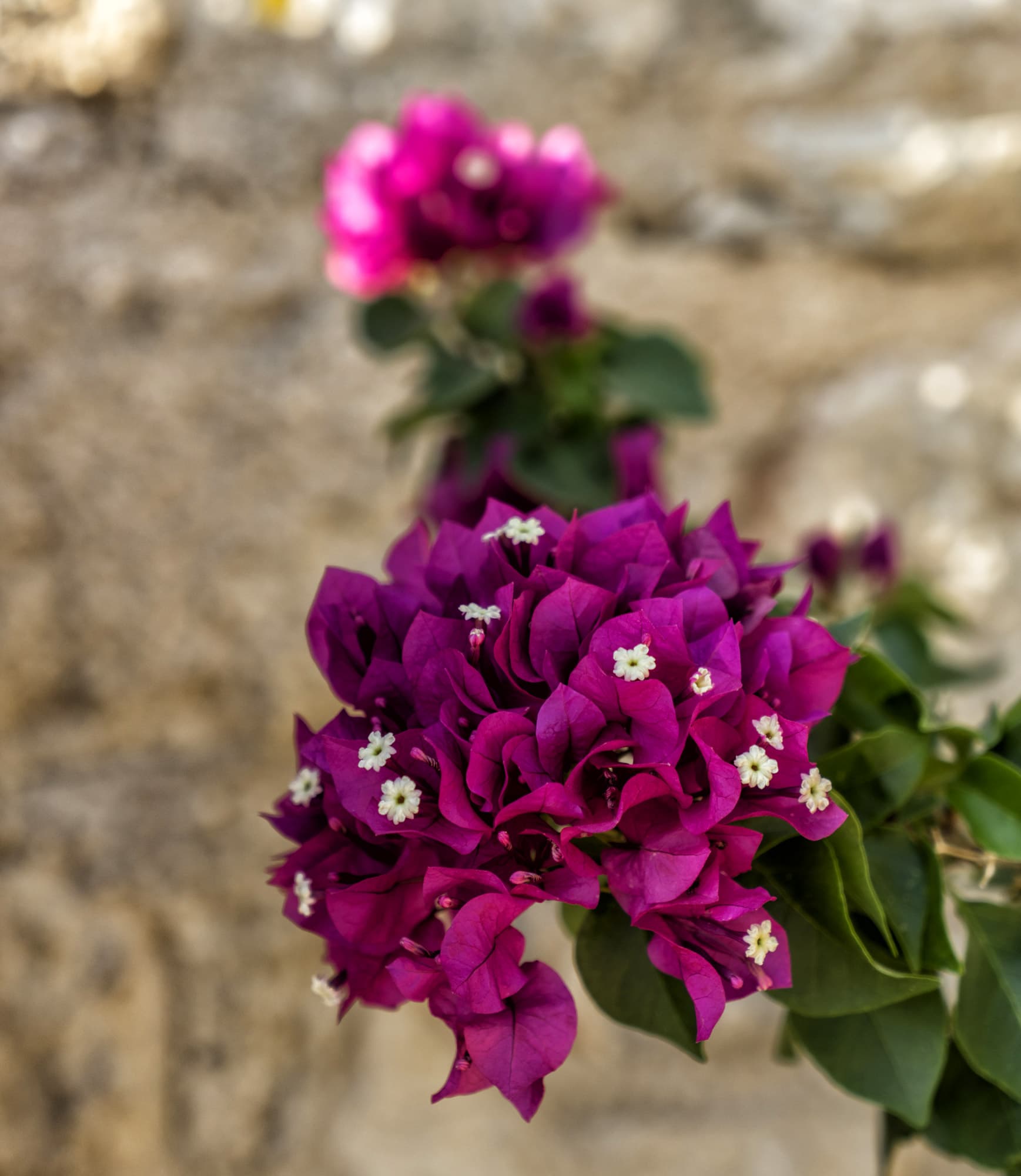 Şato Triopia Butik Otel Datça-19