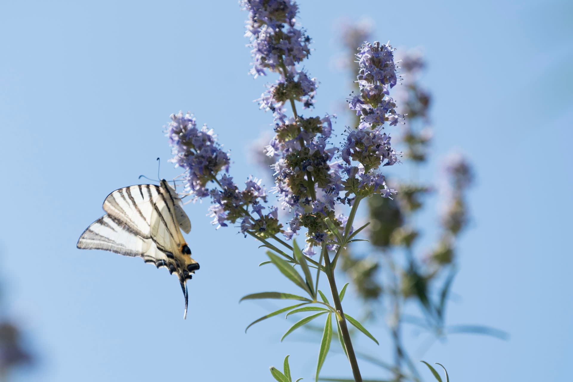 Şato Triopia Butik Otel Datça-49