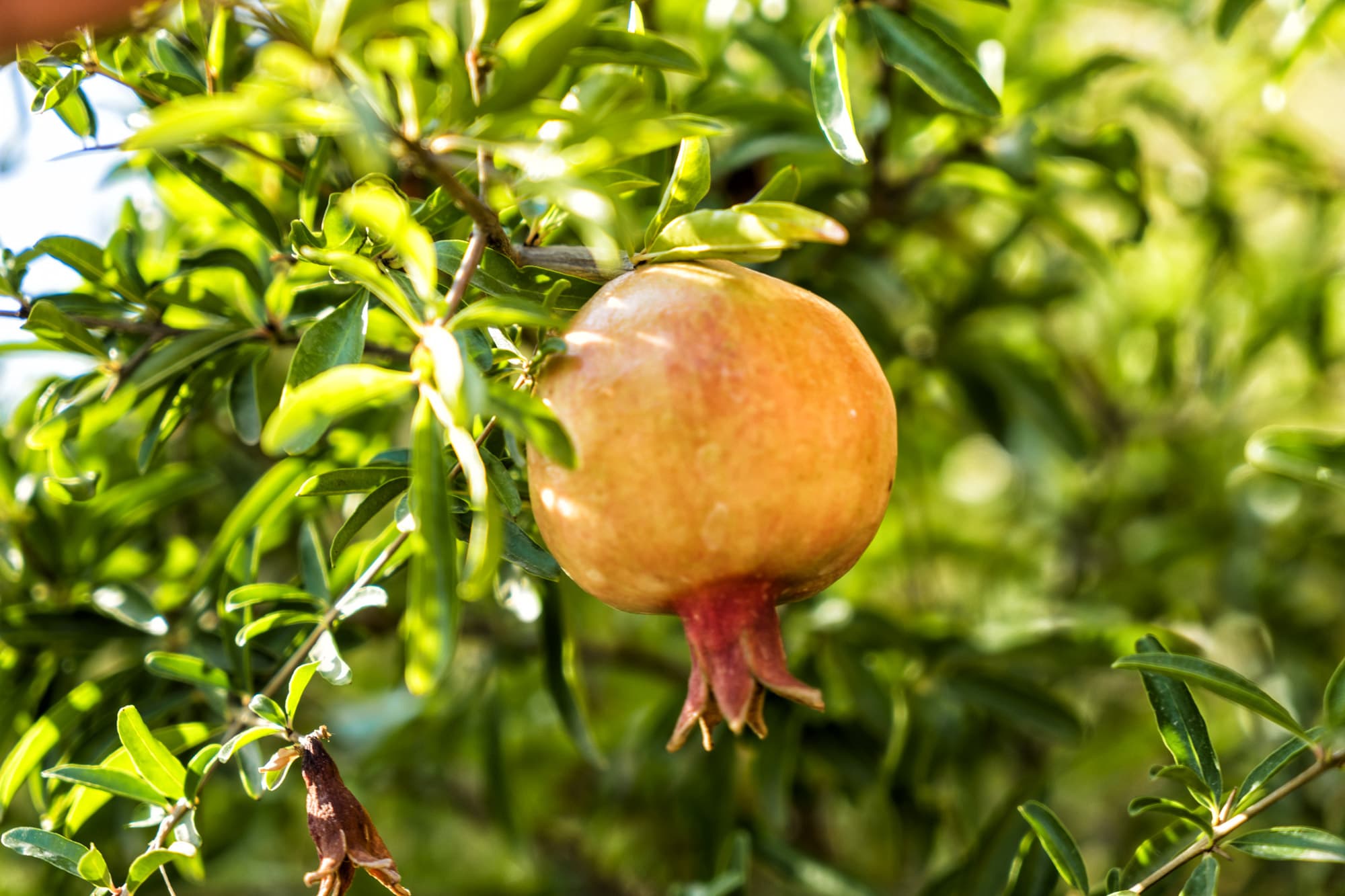 Şato Triopia Butik Otel Datça-41