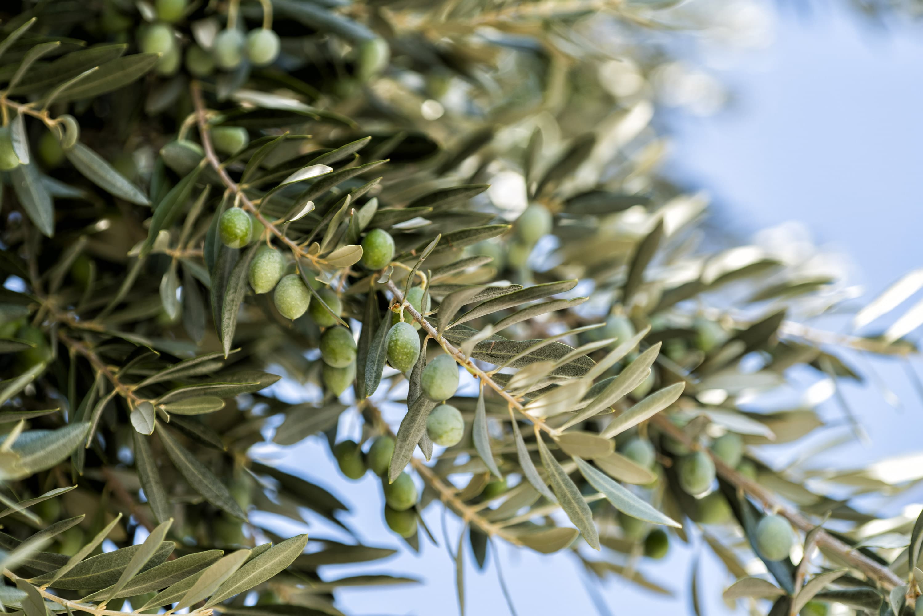 Şato Triopia Butik Otel Datça-resim-5