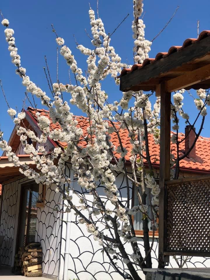 Safran Doğal Yaşam Köyü & Bungalow-20