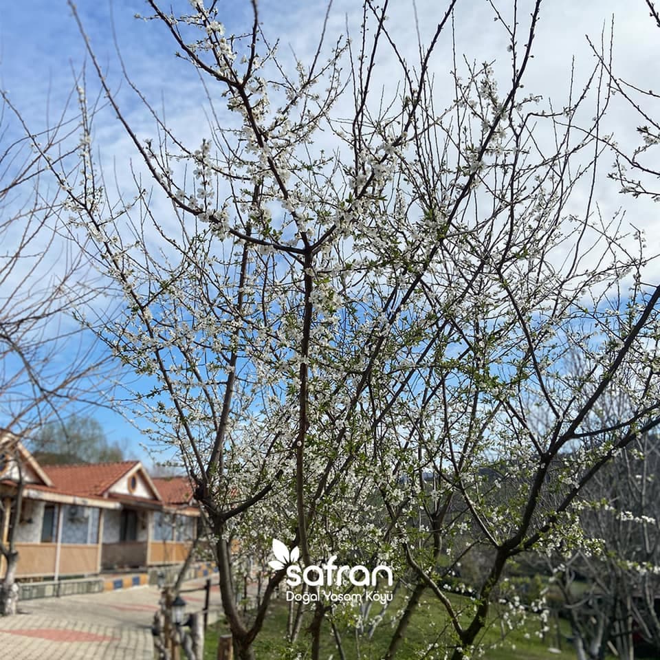 Safran Doğal Yaşam Köyü & Bungalow-35