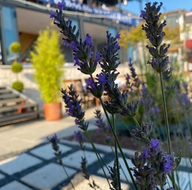 Vesta Butik Otel Altınoluk-33