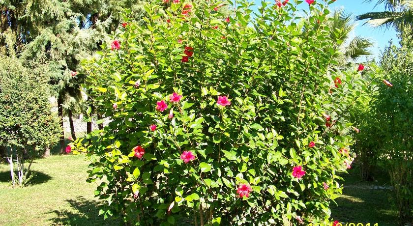 Club Turkuaz Garden Hotel-45