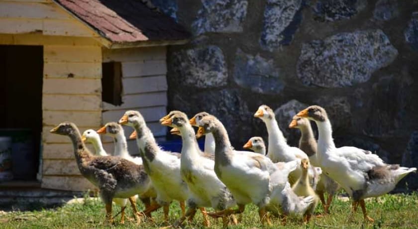 Pine Club Boutique Hotel-157