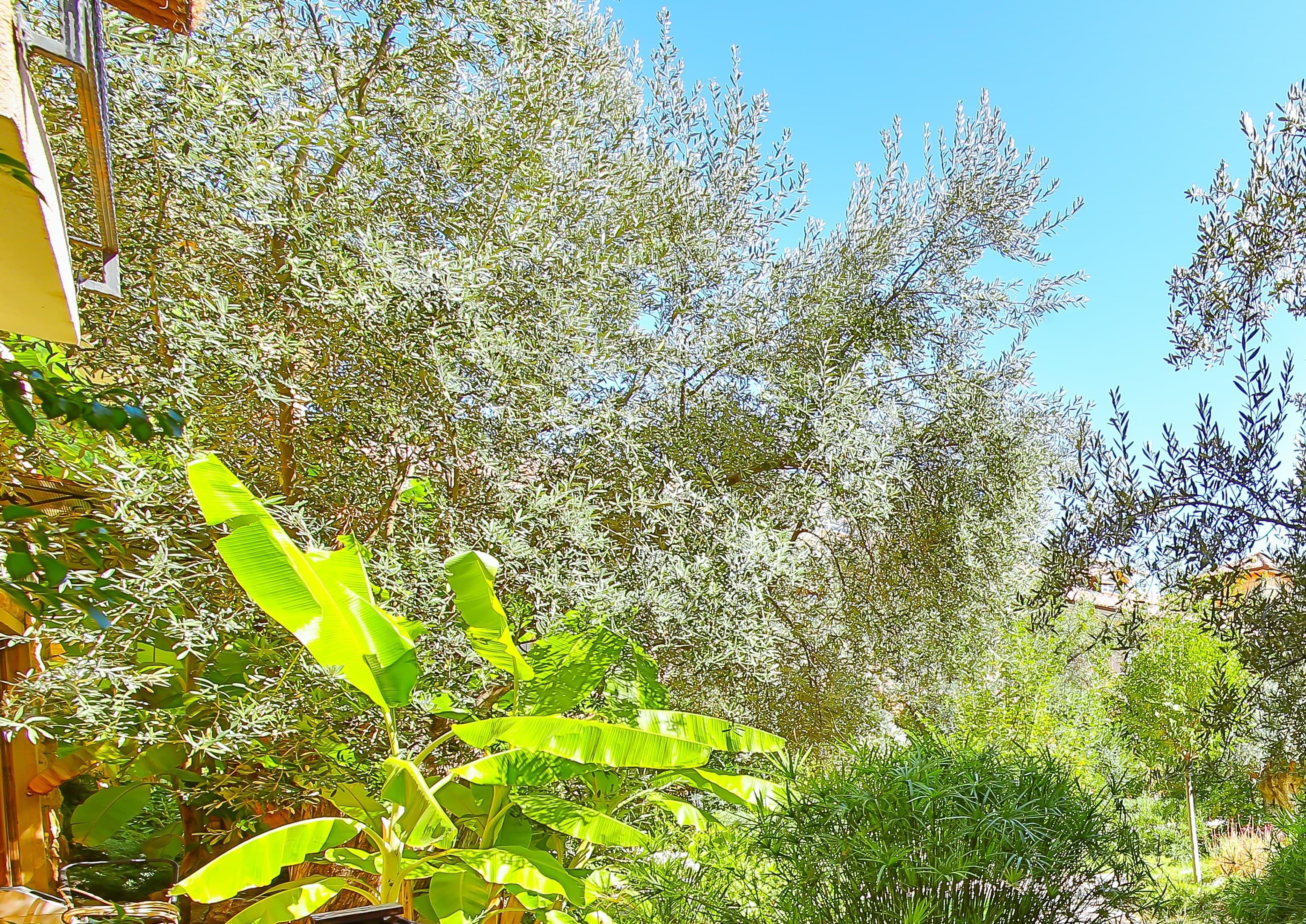 Palace Hotel Olive Odore-resim-6