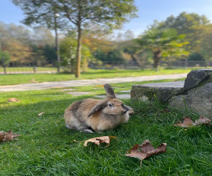 Bağdat Resort-resim-5