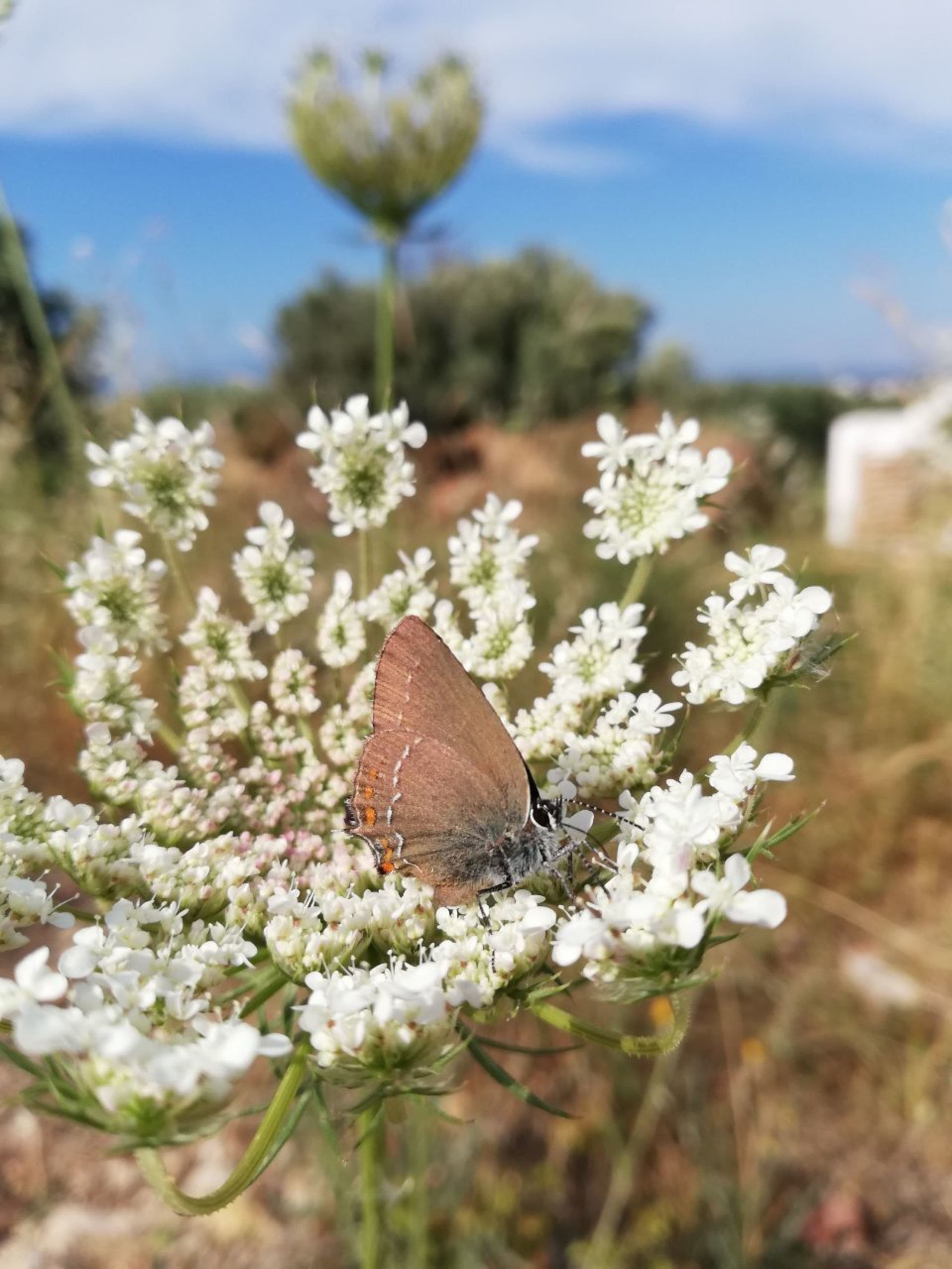 Alaçatı Barbarossa Hotel -resim-6