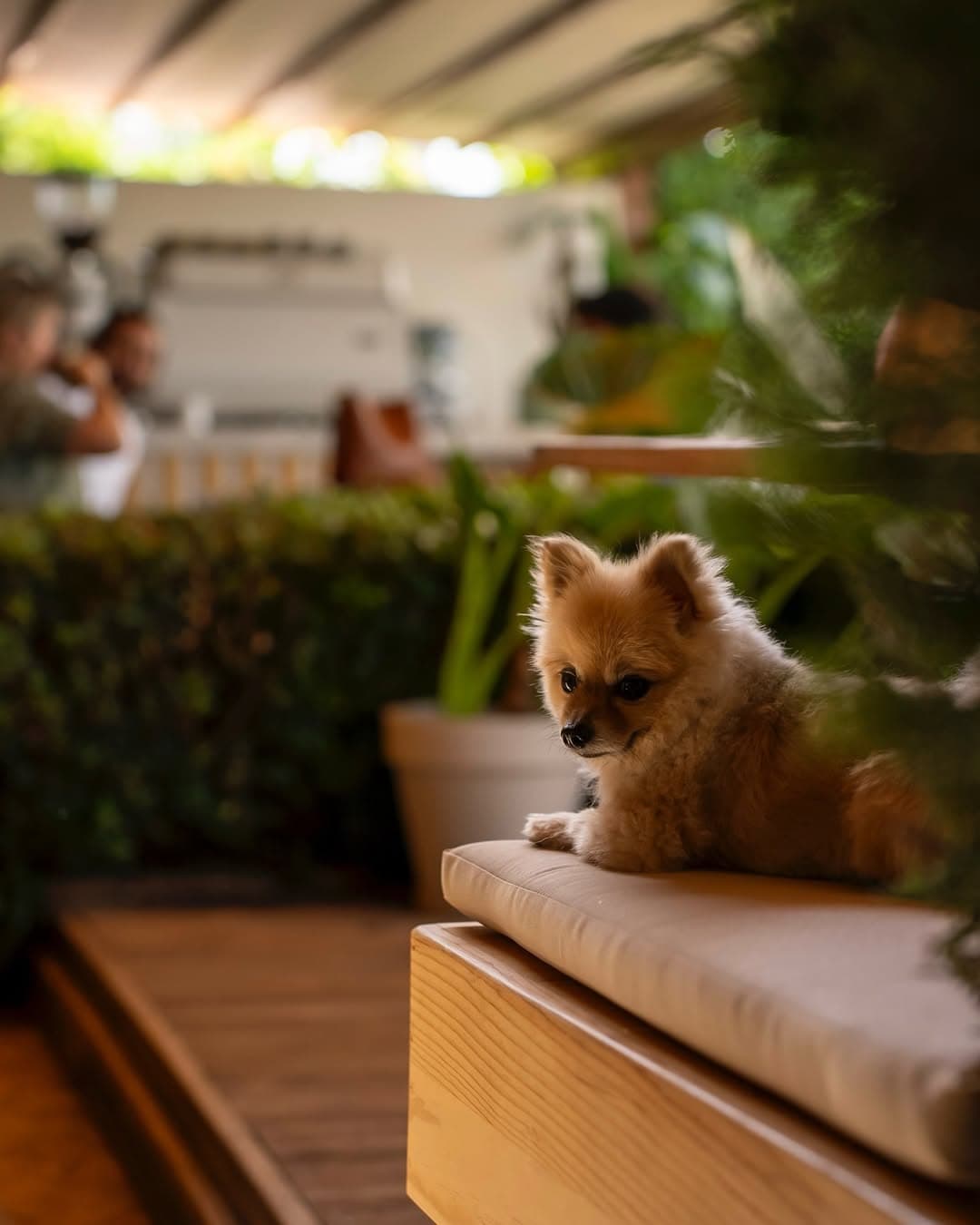 Hotel Lotus Spa&Sport Akyaka-resim-7