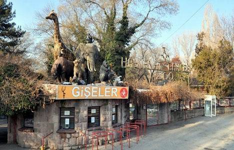 Ankara'da bambaşka bir tatilin başlangıcı A.O.Ç Hayvanat Bahçesi ziyareti